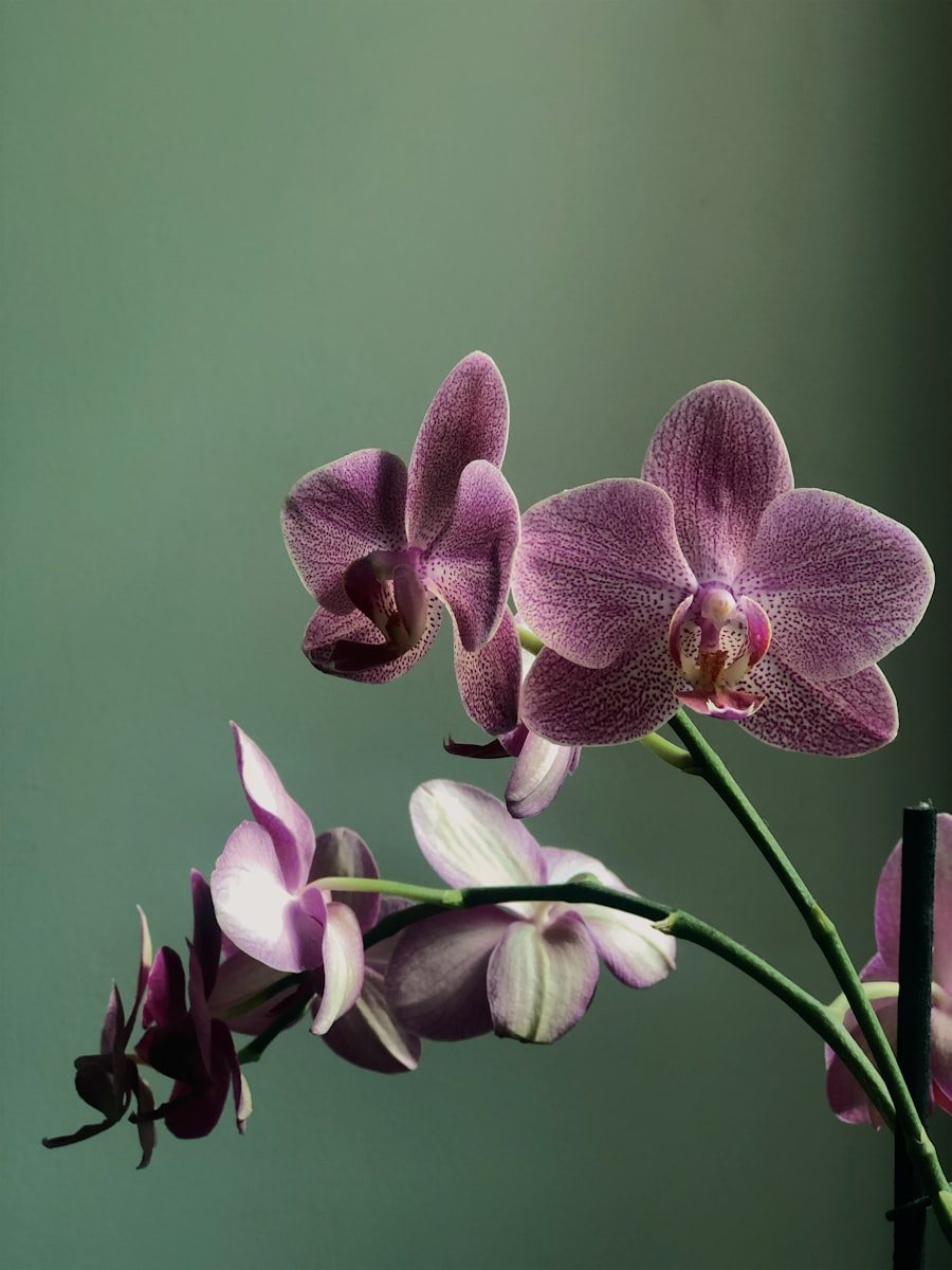 Orchidea